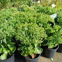 Sedum spectabile în pepiniera noastră în luna august. 