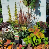 Heuchera Red Lightening - Clopoțel galben