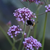 Florile plantei Verbena bonariensis Lollipop de aproape.