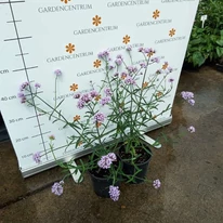 Verbena bonariensis Lollipop înflorită.