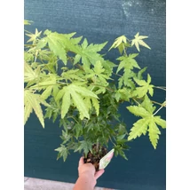 Arțar japonez Going Green la ghiveci.