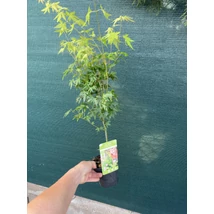 Arțar japonez Going Green la ghiveci.