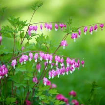 Florile roz ale plantei cerceii doamnei. 