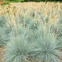 Festuca glauca plantat într-un strat. 