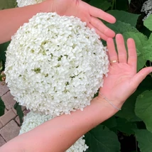 Hortensia arbustivă Strong Annabelle se caracterizează prin flori uniforme.