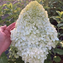 Hortensia Hercules are inflorescențe uriașe. 