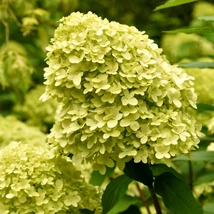 Hydrangea paniculata Limelight.