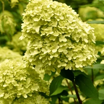 Hydrangea paniculata Limelight.