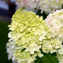 Hydrangea paniculata Little spooky cu inflorescențe minunate. 