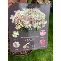 Hydrangea paniculata Switch Ophelia