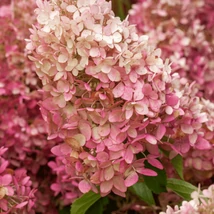 Hydrangea paniculata Vanille fraise decorează cu flori mari.