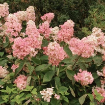 Hydrangea paniculata Vanille fraise decorează cu flori mari.