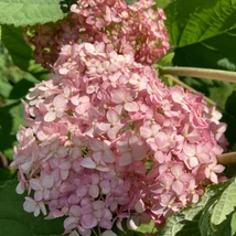 Hydrangea arborescens Candybelle Marshmallow cu flori minunate de culoare roz. 