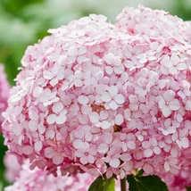 Inflorescența bogată, roz intens, a hortensiei arbustive Candybelle Bubblegum.