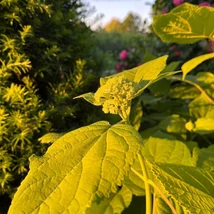 Hortensie Annabelle cu flori mari, albe. 