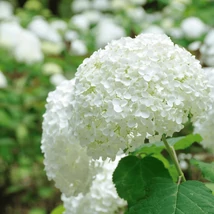 Florile hortensiei Annabelle. 