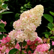 Hydrangea paniculata Fraise Melba CS9 - Hortensie paniculată