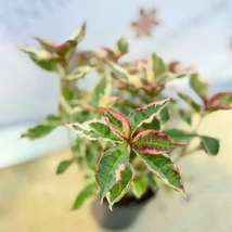 Florile minunate și frunzele decorative ale hortensiei Hydrangea serrata Euphoria Pink. 