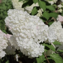 Inflorescența hortensiei Grandiflora. 