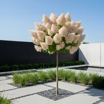 Imagine cu hortensia Polar Bear pe tulpină înaltă, în curs de colorare, într-o grădină modernă.