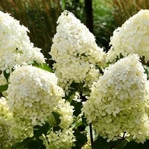 Inflorescențele hortensiei Living Cotton Cream. 