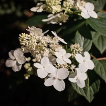 Inflorescența hortensiei Early Sensation. 