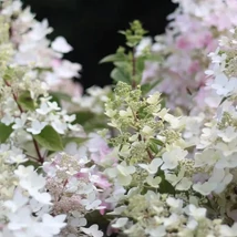 Inflorescența hortensiei Angel's Blush, care începe să îsi schimbe culoarea. 