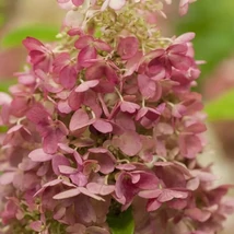 Hortensia Candlelight tip pomișor. 