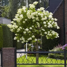 Hortensie Limelight tip pomișor, plantată ca plantă solitară. 