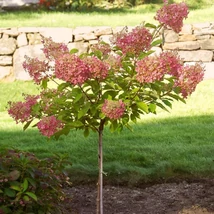 Hortensie Wim's Red tip pomișor.
