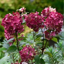 Hortensie Wim's Red tip pomișor.