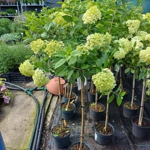 Hortensia Limelight tip pomișor va înflori timp de săptămâni pe parcursul verii. 