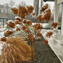 Hortensie Limelight tip pomișor, plantată ca plantă solitară. 