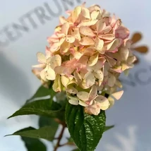 Inflorescența hortensiei Petite Polestar în luna septembrie. 