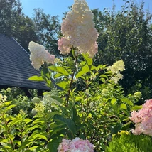 Florile hortensiei Vanille Fraise se trasformă din alb în roz. 