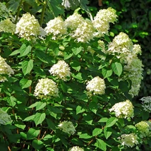Inflorescența hortensiei Bobo. 
