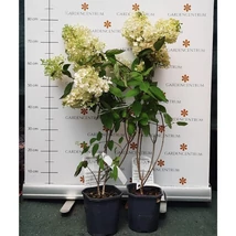 Hortensia Grandiflora în pepiniera noastră la începutul lunii iunie. 