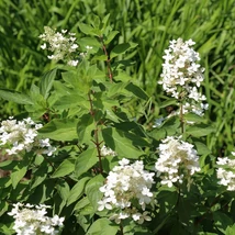Inflorescența hortensiei paniculată Confetti văzută de aproape.