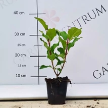 Tufe de hortensie paniculată de dimensiuni mici, în culori mixte.
