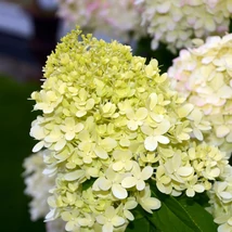  Culoarea florilor hortensiei paniculată Limelight se schimbă de la verde intens la alb.