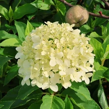 Aspectul inflorescenței uriașe ale Hydrangea paniculata Little Spooky.