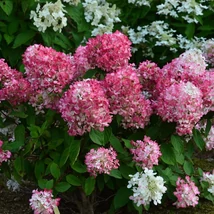 Hydrangea paniculata Diamant Rouge este o hortensie cu creștere compactă. 