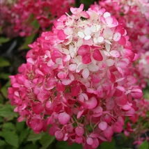 Hydrangea paniculata Diamant Rouge este o hortensie cu creștere compactă. 