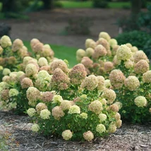 Hortensia Littile Liem înflorește abundent. 