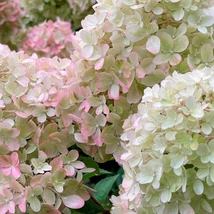 Aspectul hortensiei paniculate pitice Hydrangea paniculata Petite Flori.