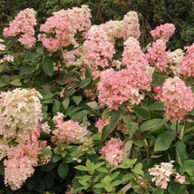 Înflorirea abundentă a hortensiei Pink Diamond.