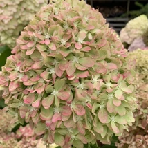 Hydrangea paniculata Pixio CS9 - Hortensie paniculată