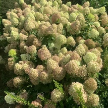 Hydrangea paniculata Pixio CS9 - Hortensie paniculată