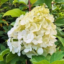 Hydrangea paniculata Polar Bear CS9 - Hortensie paniculată