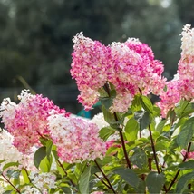Hortensia Vanille Fraise îmbracă nuanțe minunate de roz.